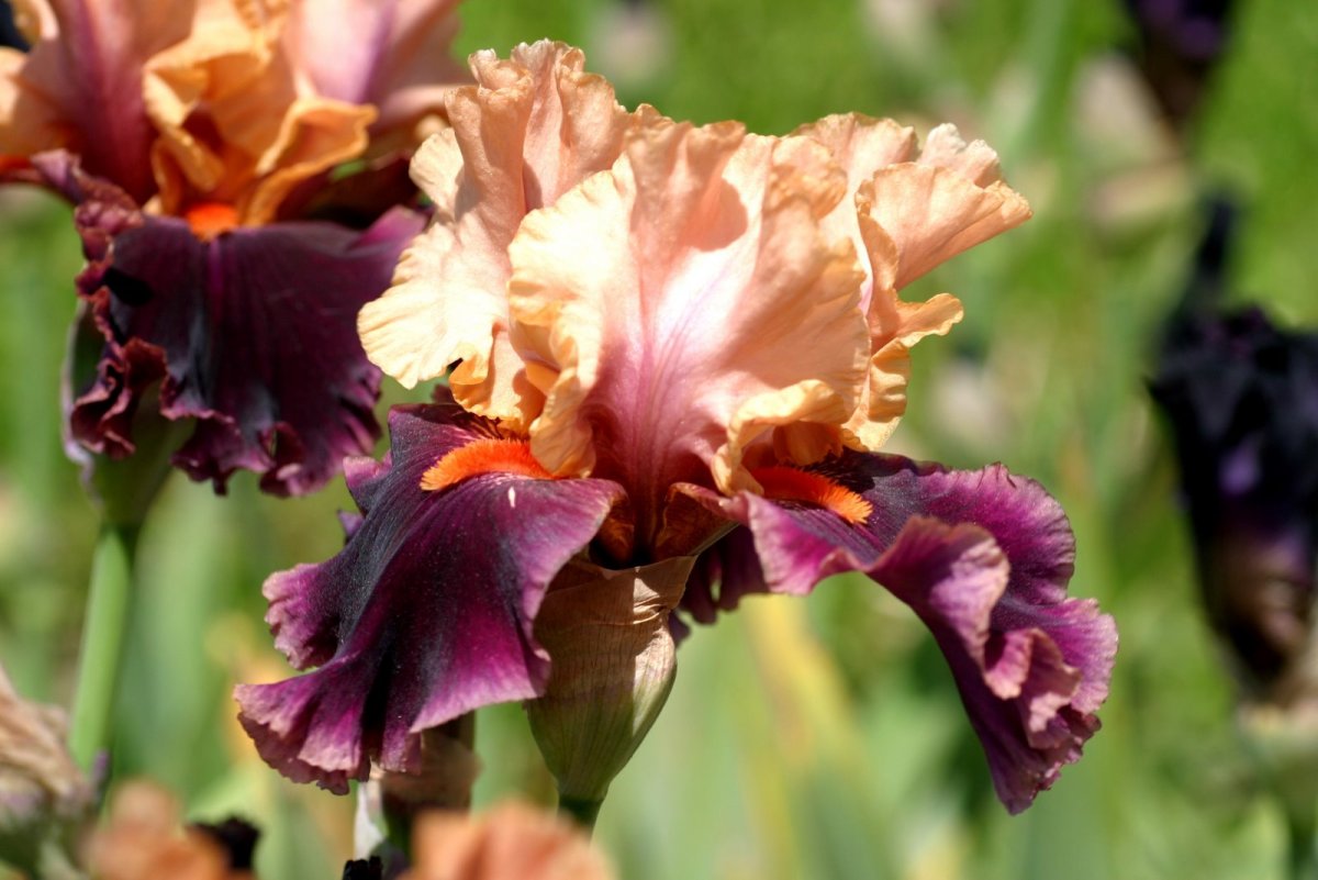 Ирис Нэйплс Iris Naples