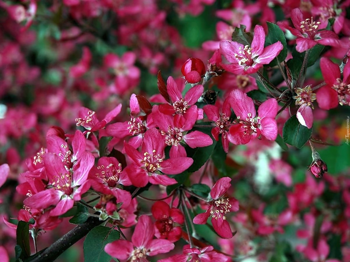 Яблоня Malus Royalty