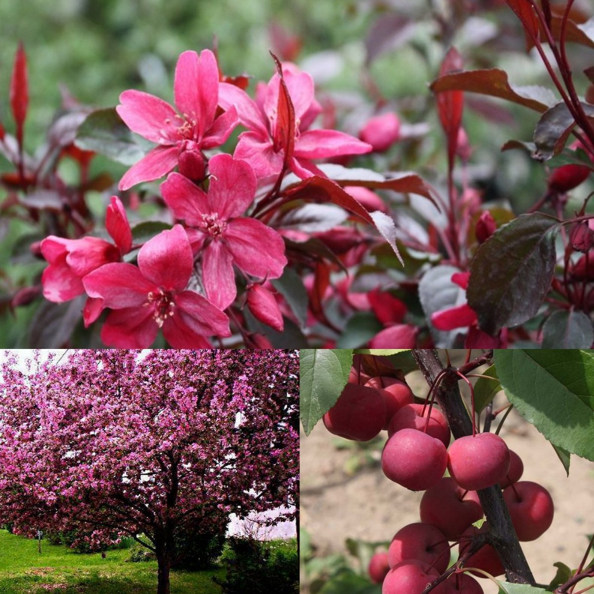 Malus 'Makowieckiana'