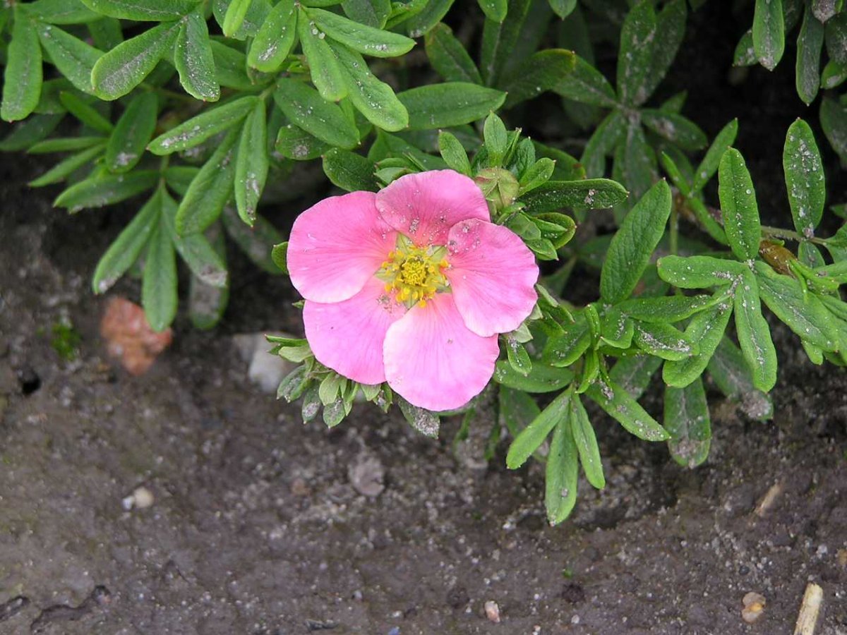 Лапчатка кустарниковая Potentilla fruticosa Pink Beauty