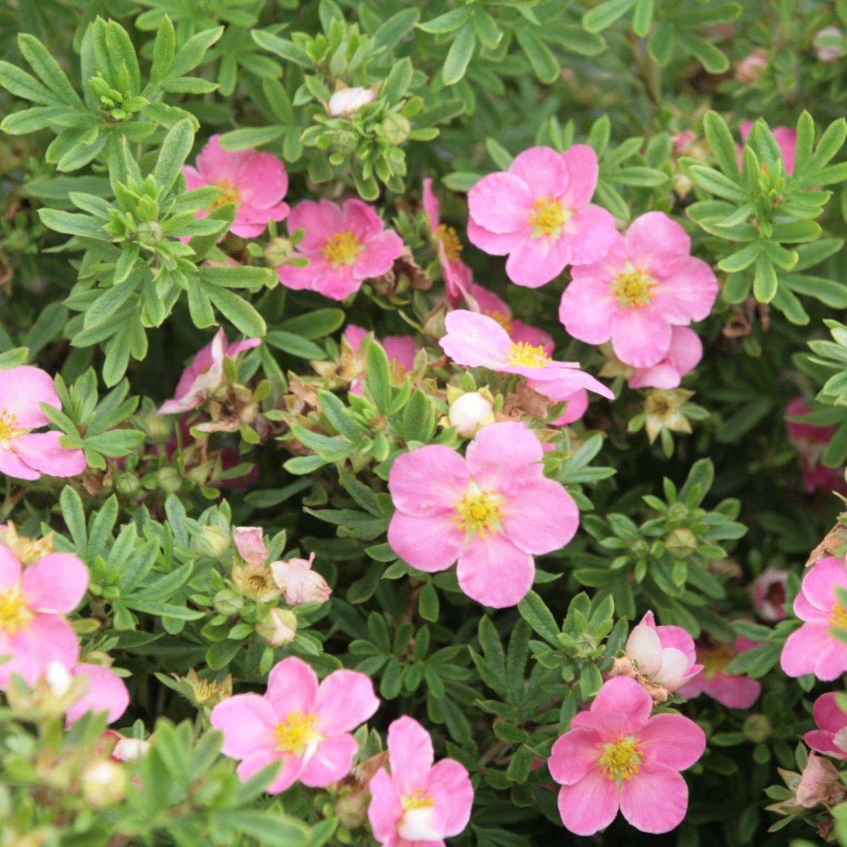 Лапчатка Lovely Pink