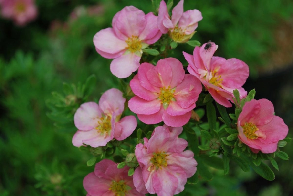 Лапчатка кустарниковая Lovely Pink
