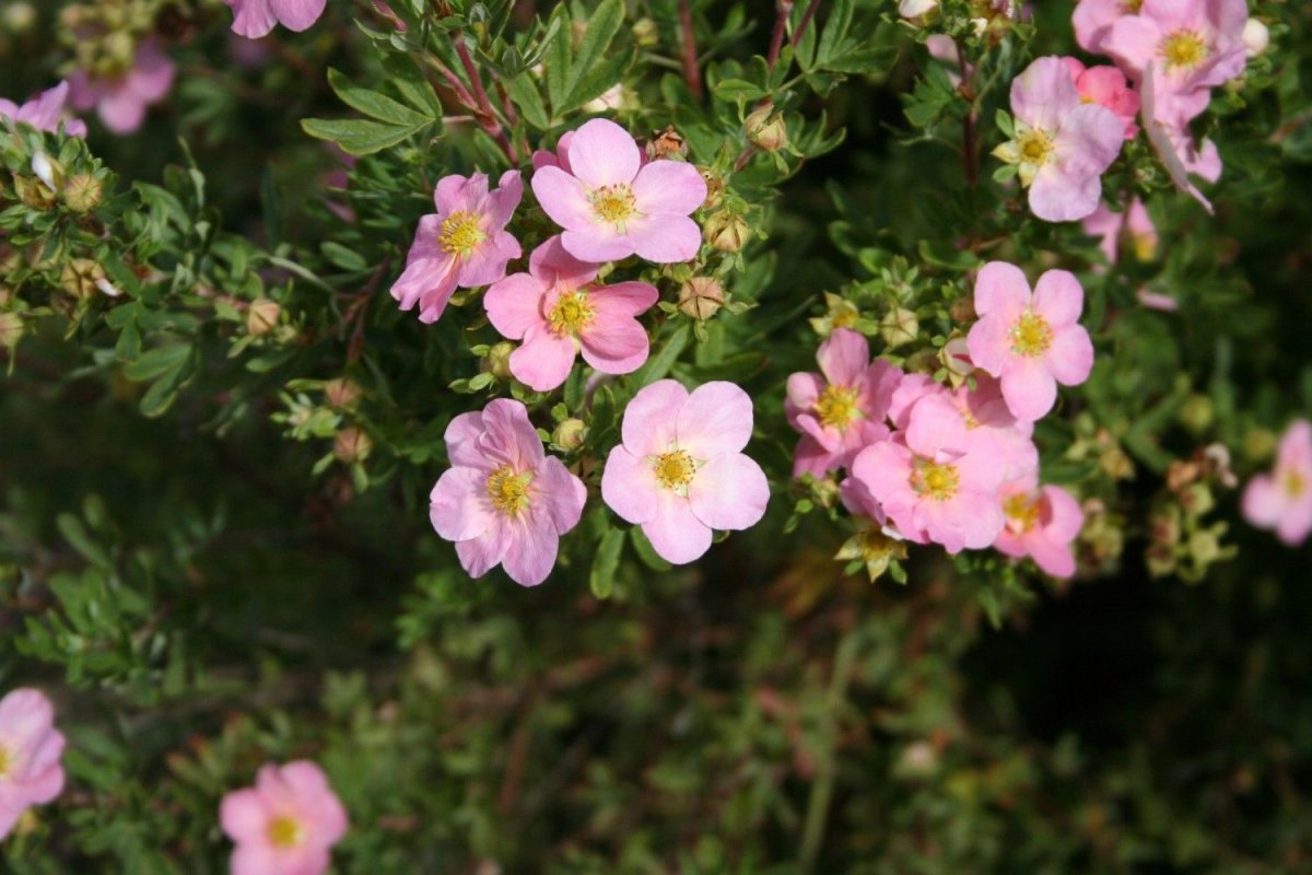 Лапчатка кустарниковая Lovely Pink