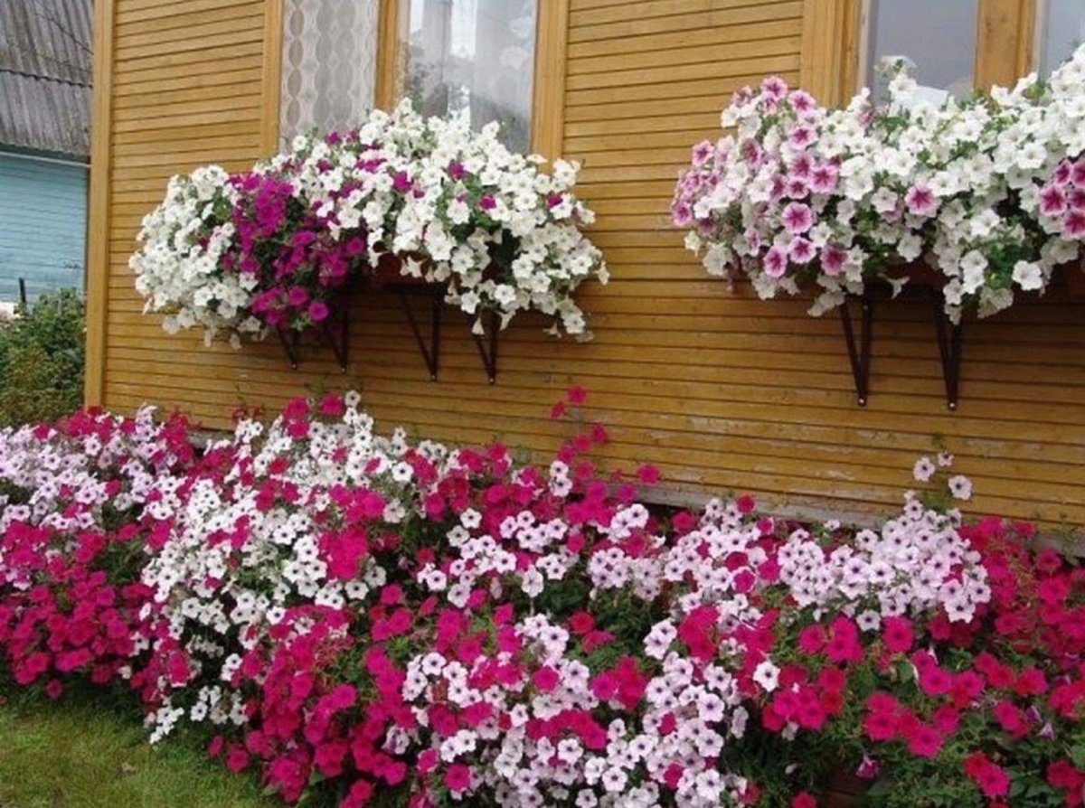 Петуния Тайдал на клумбе