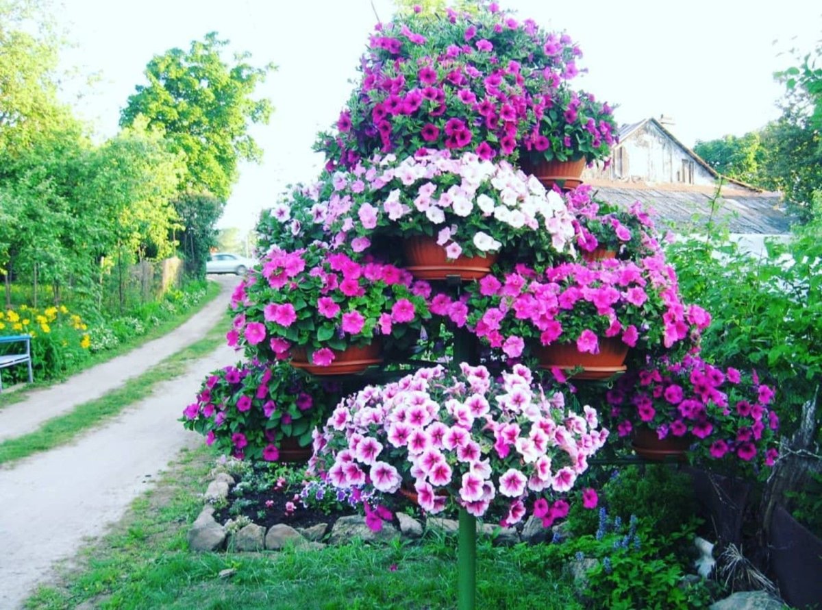 Лаватера и петуния на клумбе