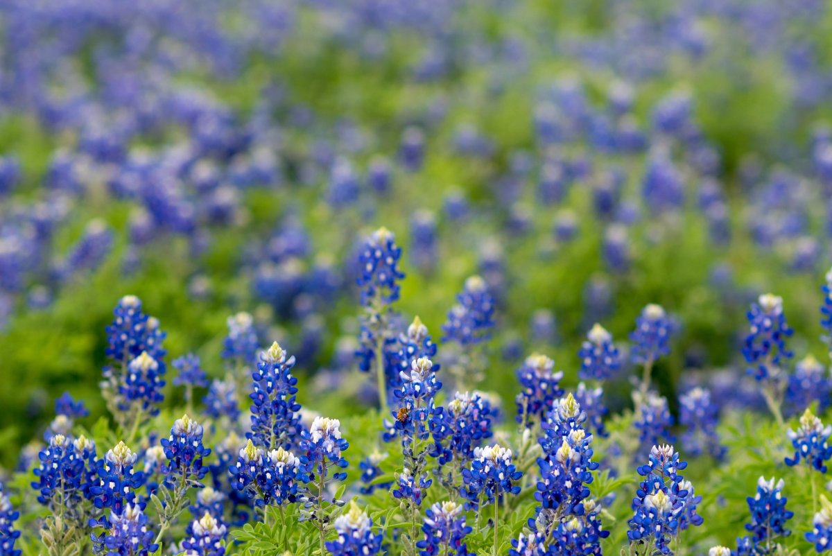 Bluebonnet фото