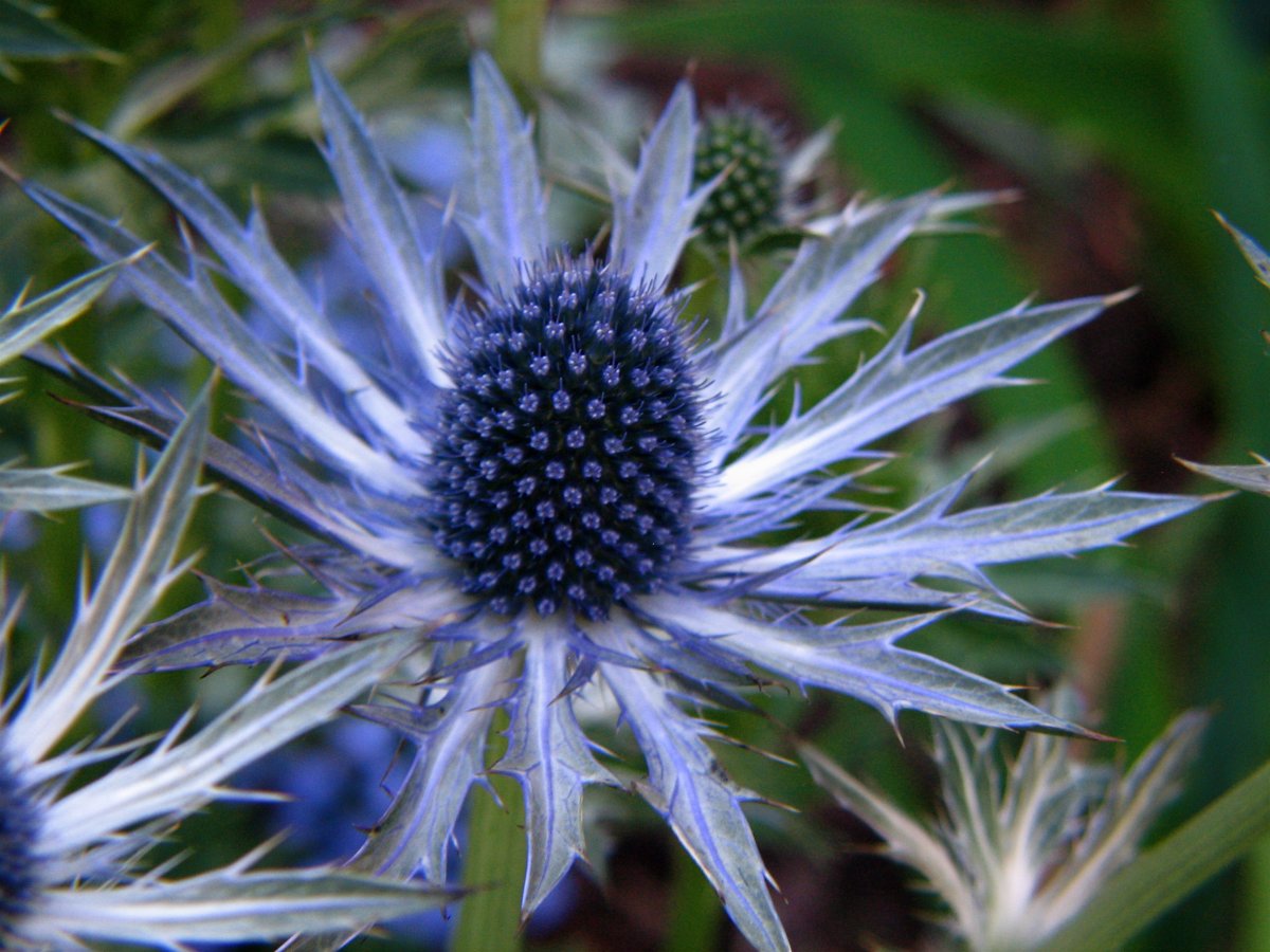Alpinum синеголовник