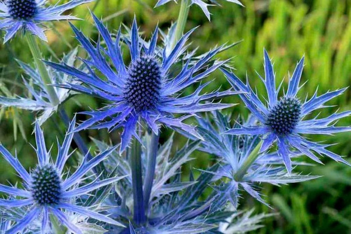 Синеголовник плосколистный Eryngium Planum