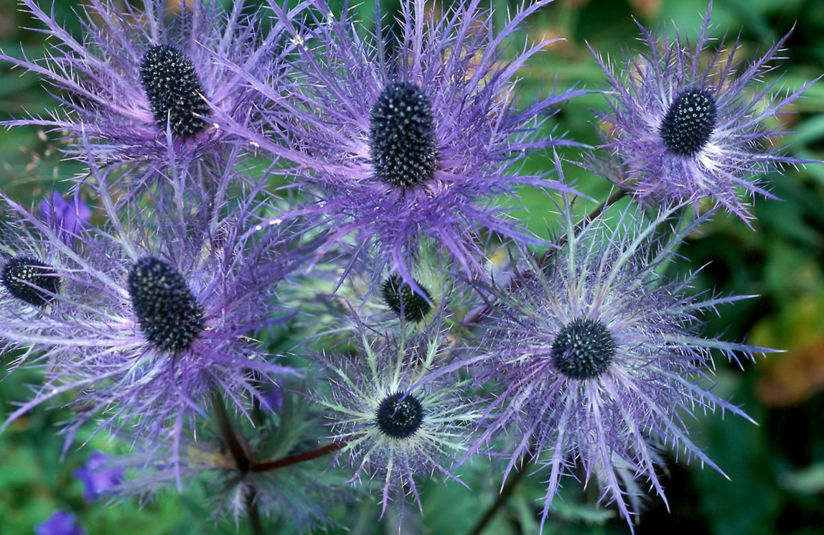 Синеголовник (Eryngium)