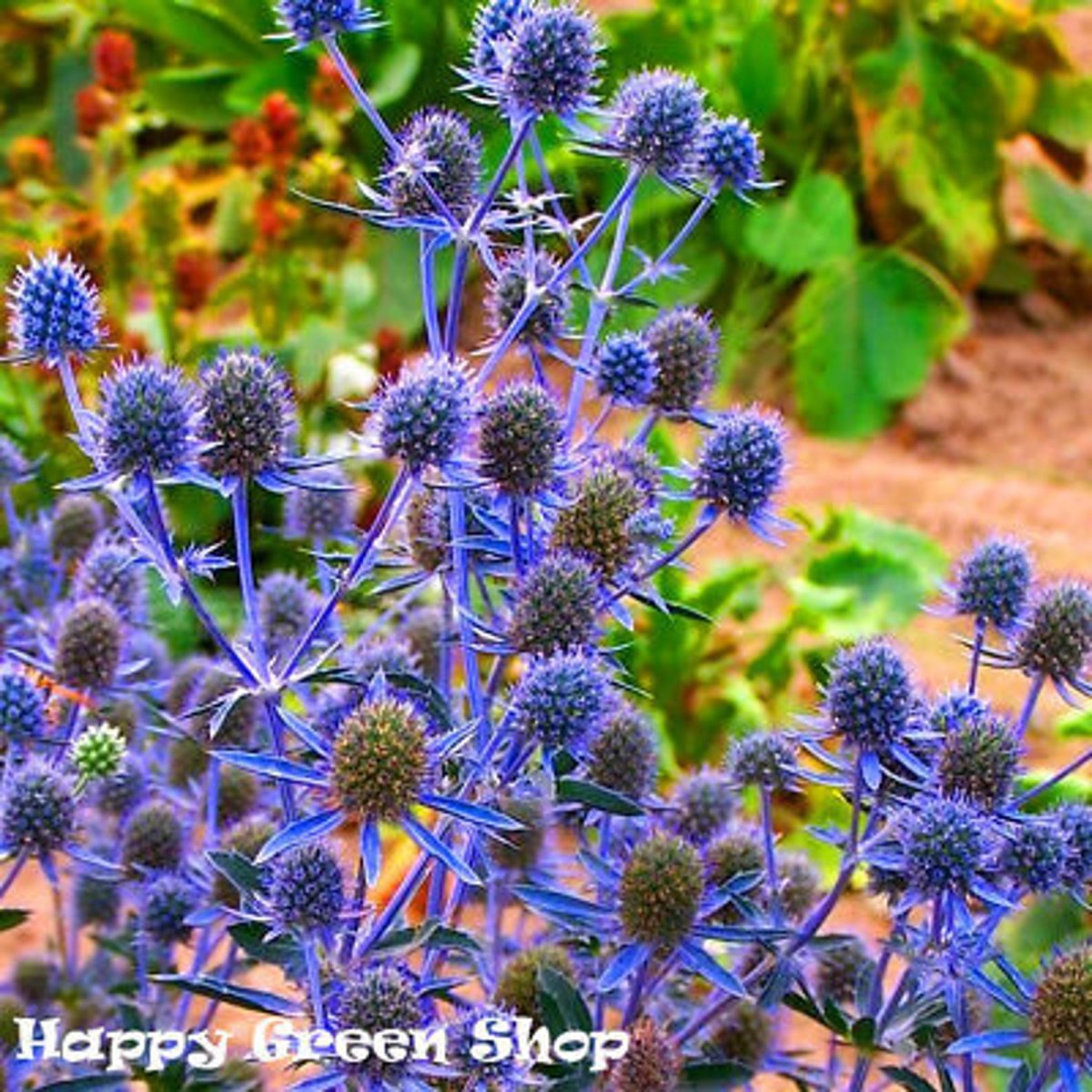 Синеголовник плосколистный Eryngium Planum