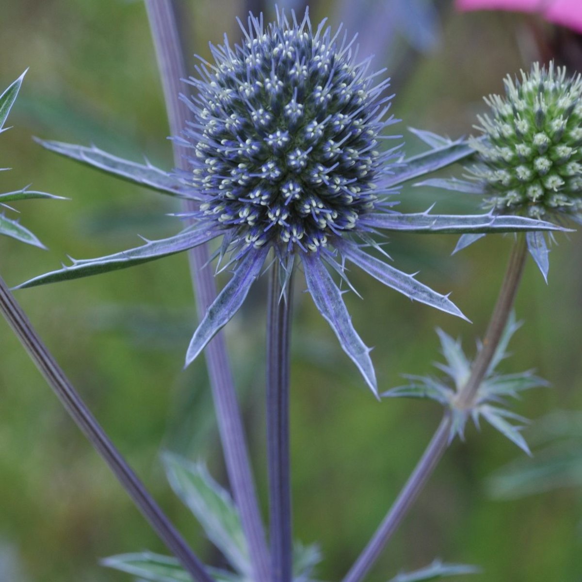 Синеголовник (Eryngium)