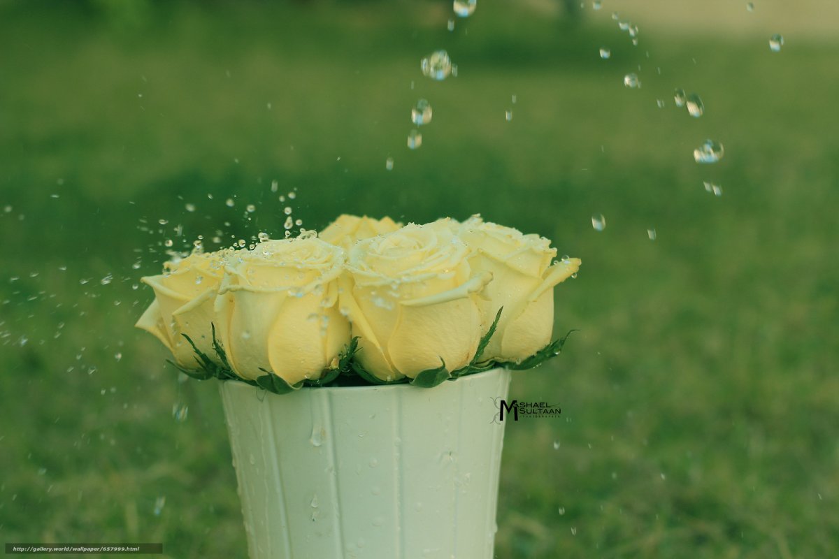 Обои для рабочего стола розы в воде
