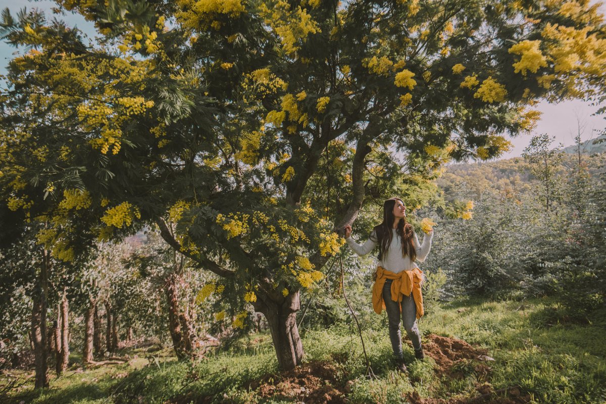 Foret de Mimosa du Tanneron Прованс Франция
