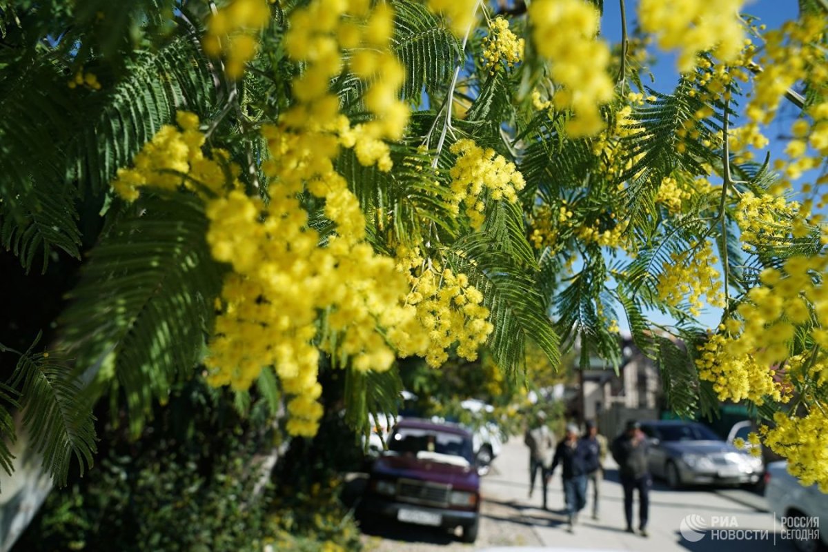 Дерево мимозы в Абхазии