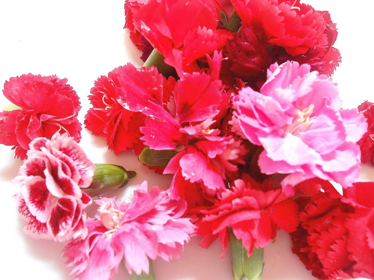 Miniature Carnation