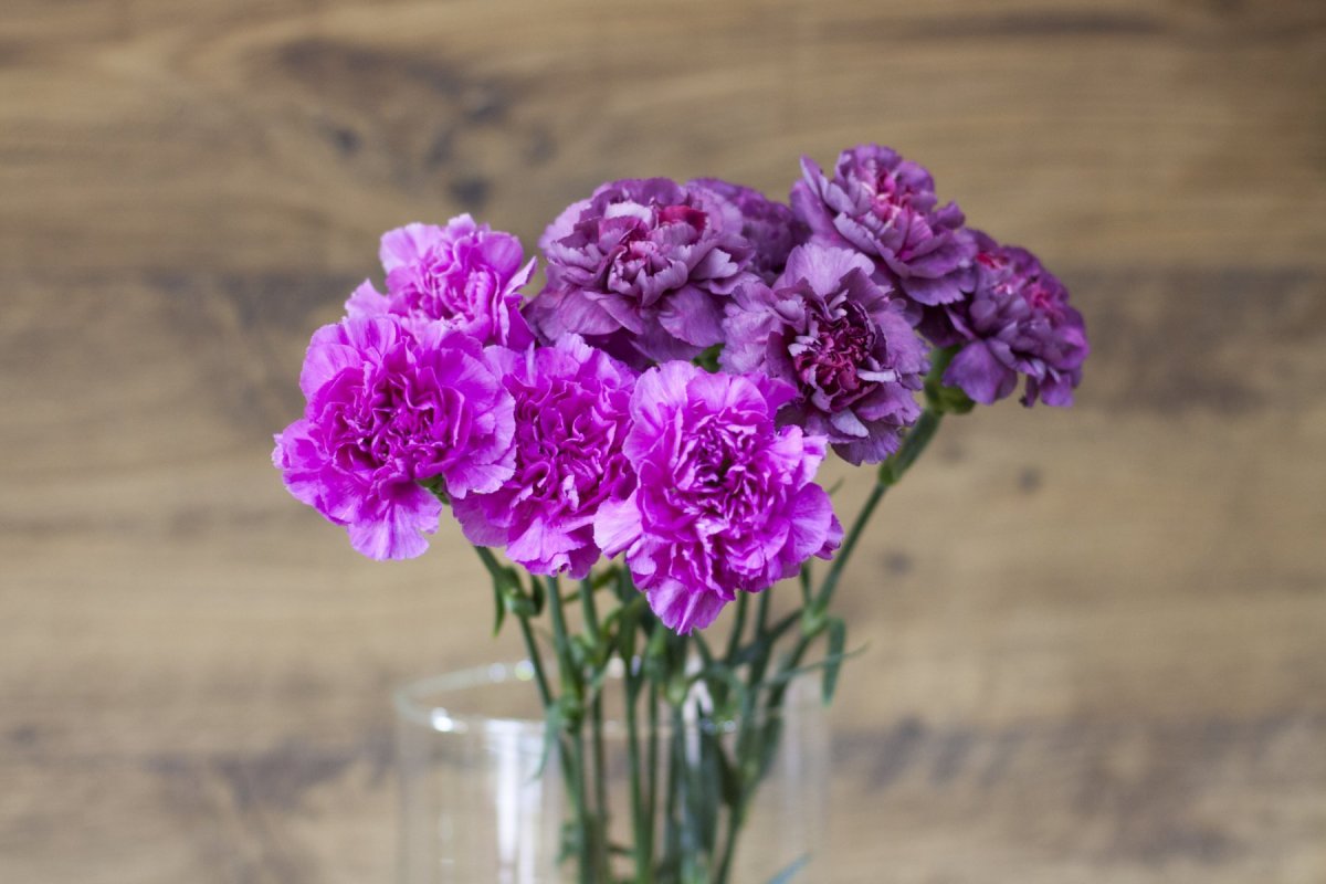 Dianthus Arabella Purple гвоздика