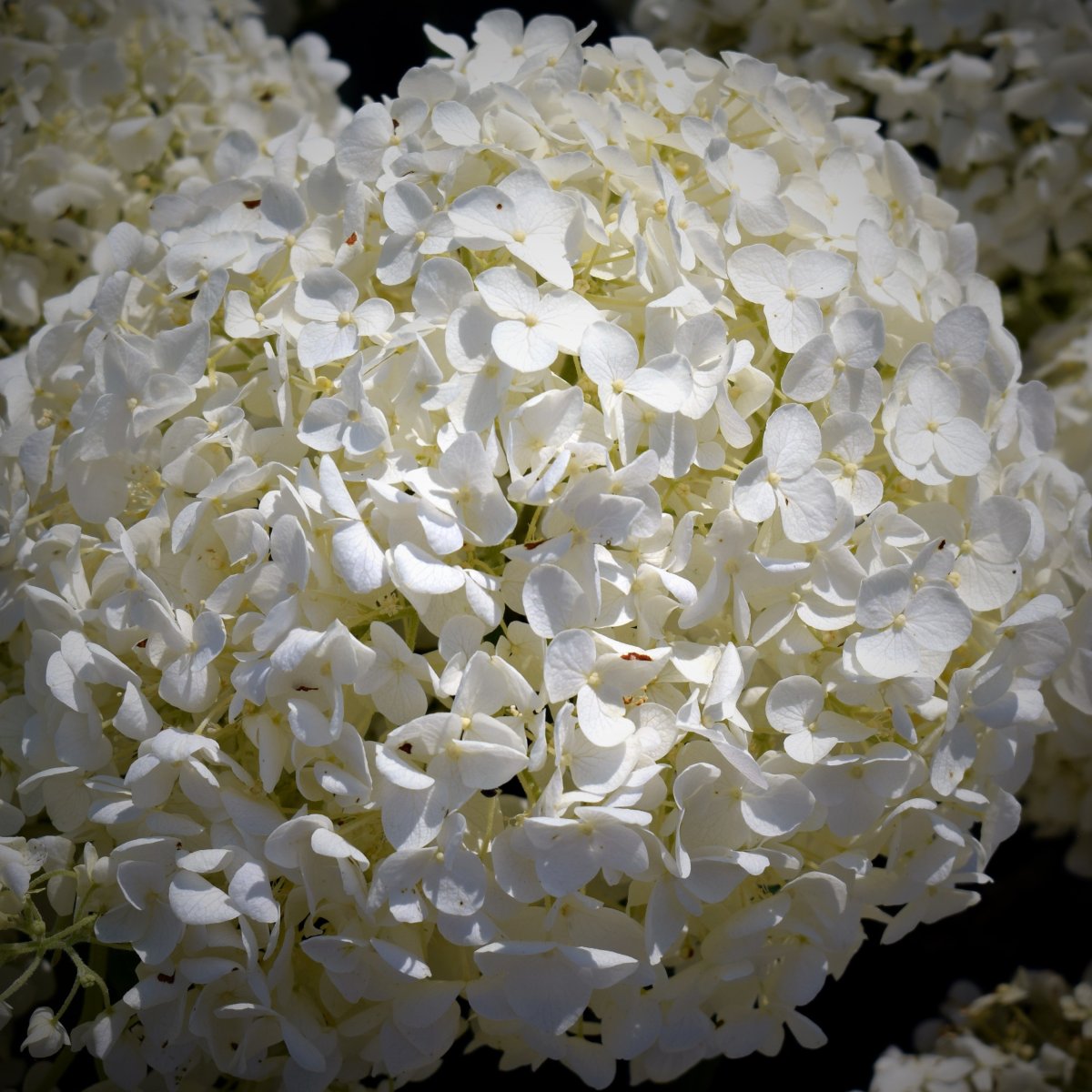 Гортензия Snowball