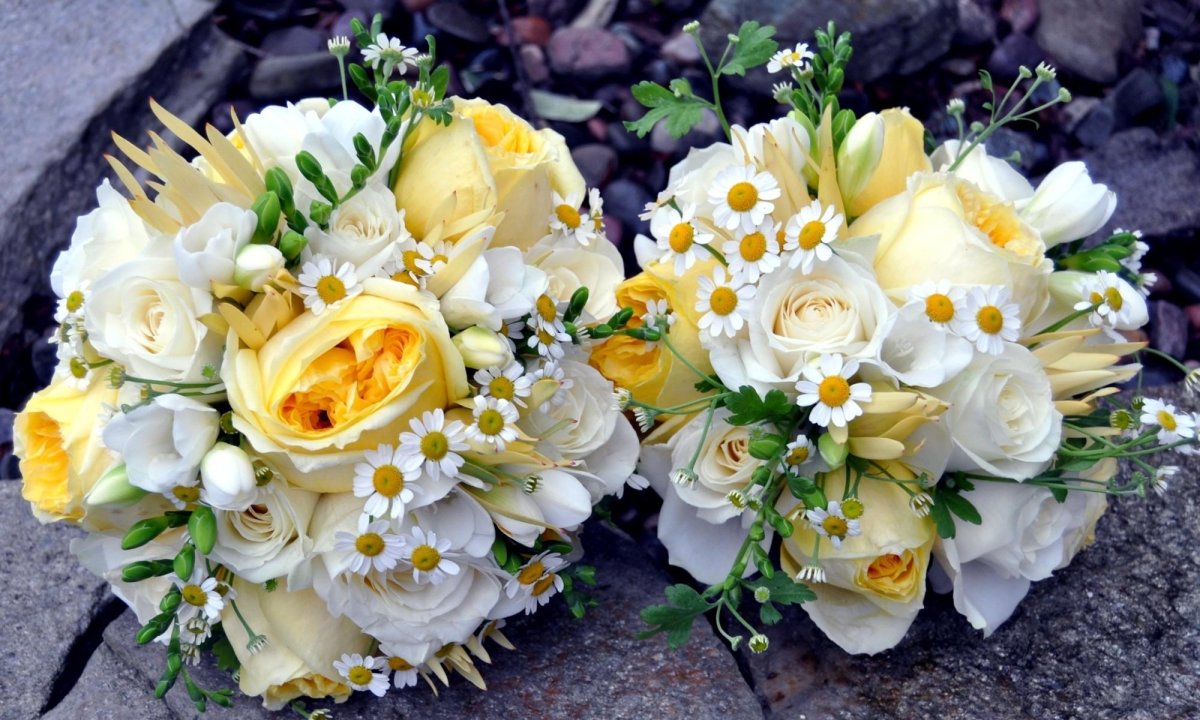 Freesia фрезия роза