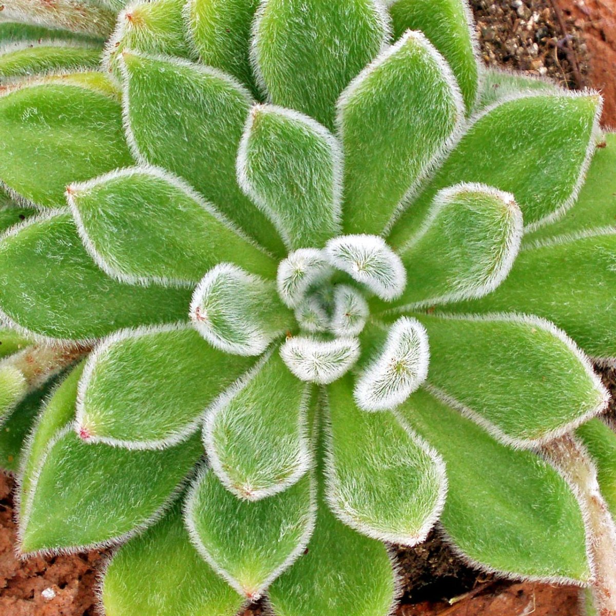 Echeveria Дорис Тейлор