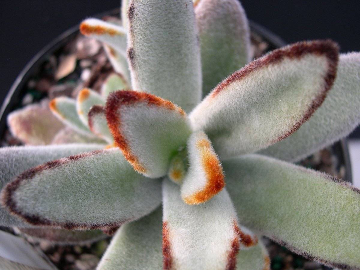 Kalanchoe tomentosa