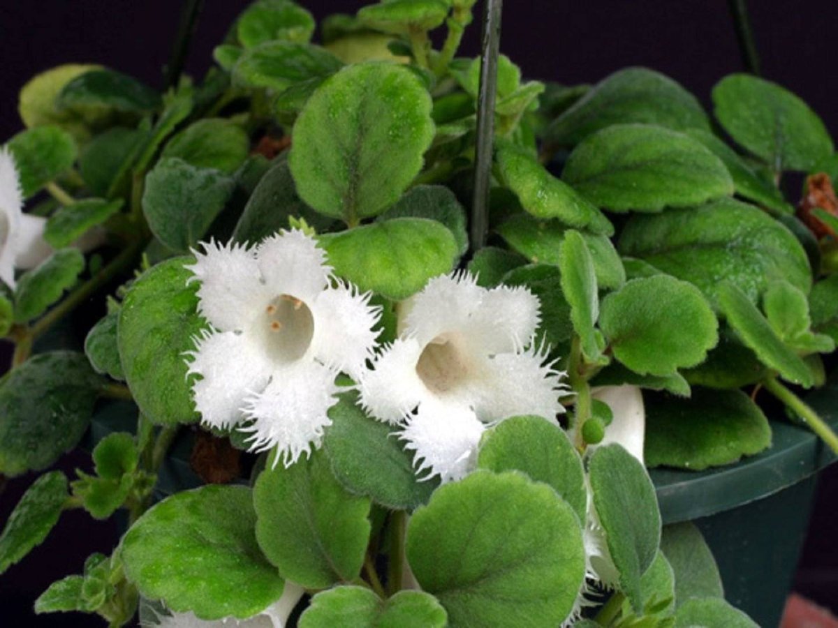 Альсобия dianthiflora