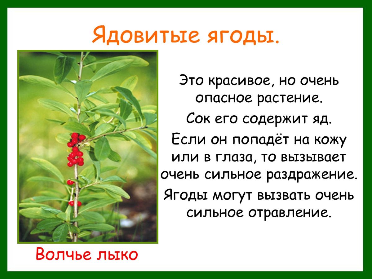 Рассказ о ядовитых ягодах