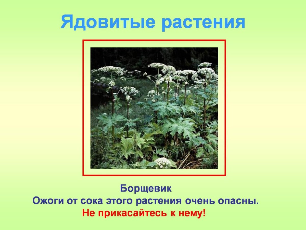 Лесные опасности 2 класс борщевик