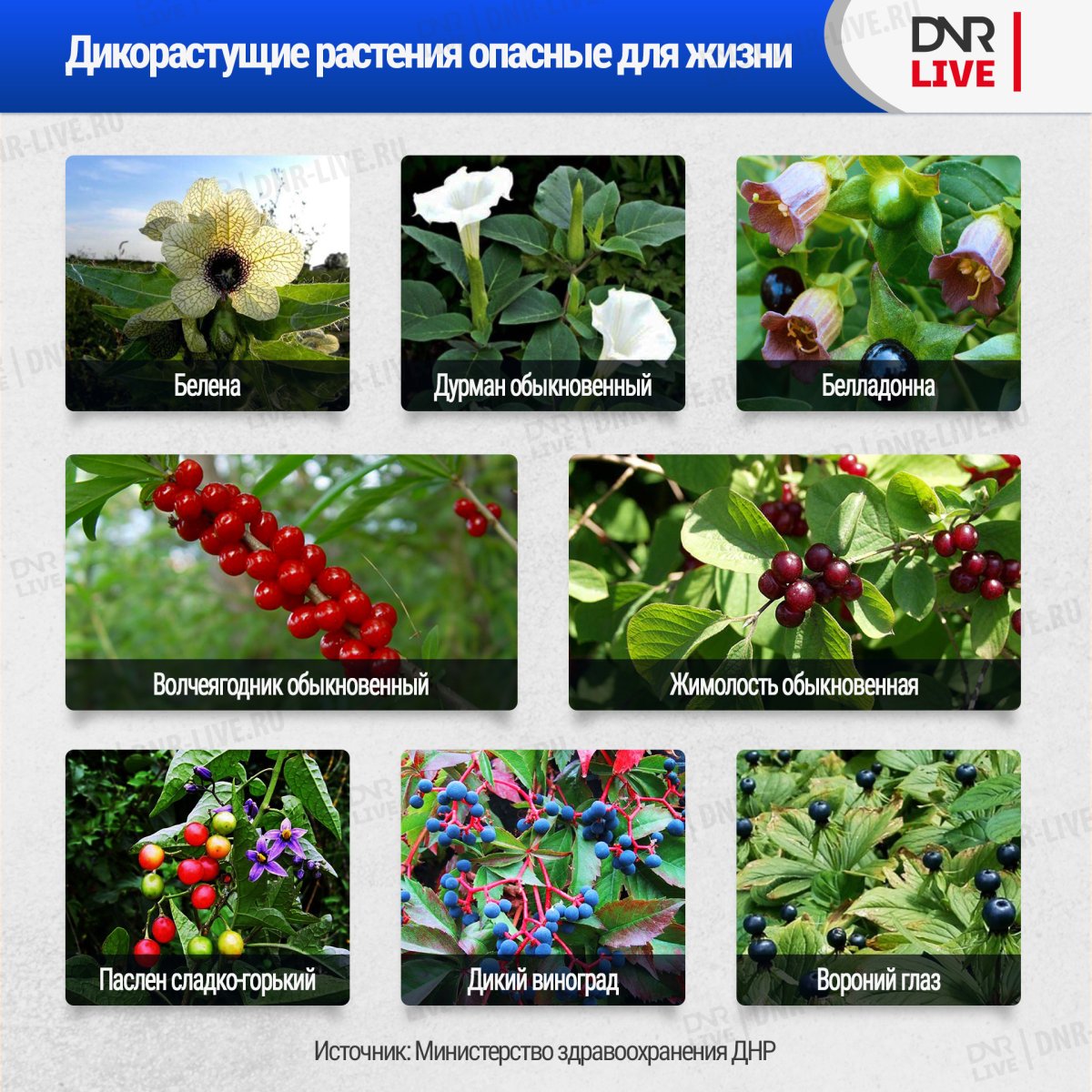 Ядовитые растения названия