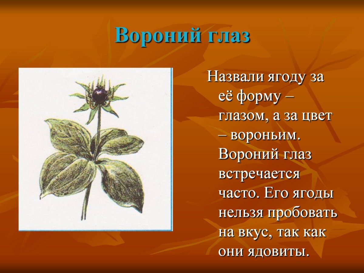 Вороний глаз класс
