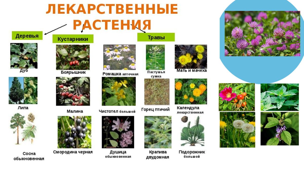Травянистые растения названия