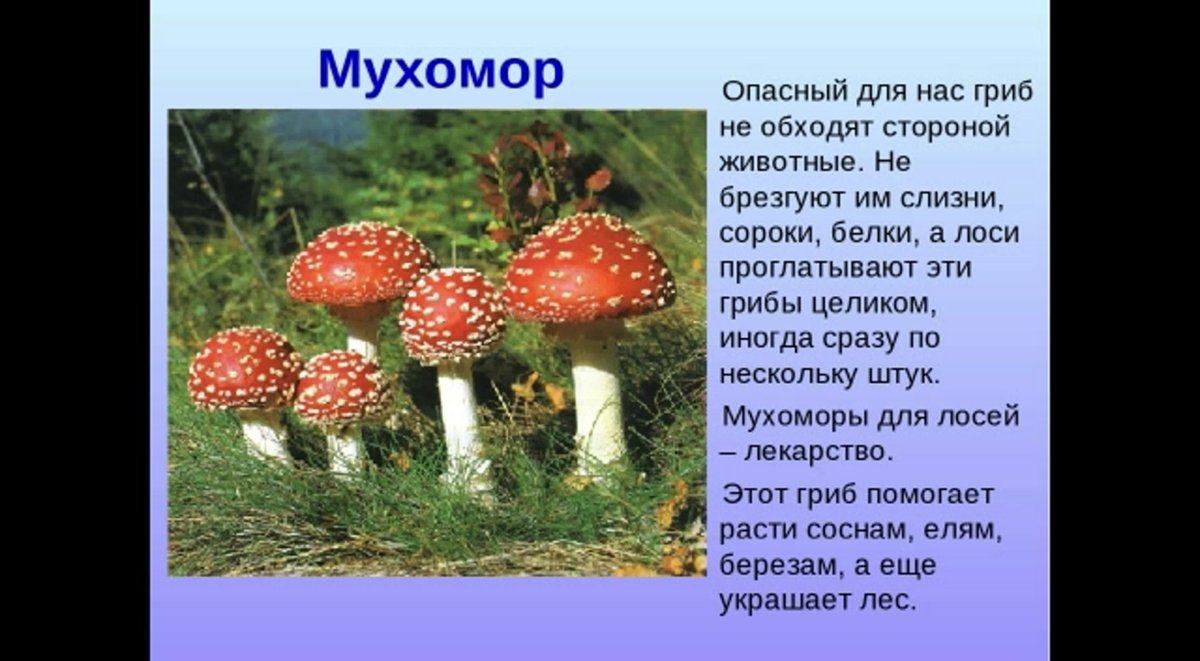 Рассказ о мухоморе 2 класс