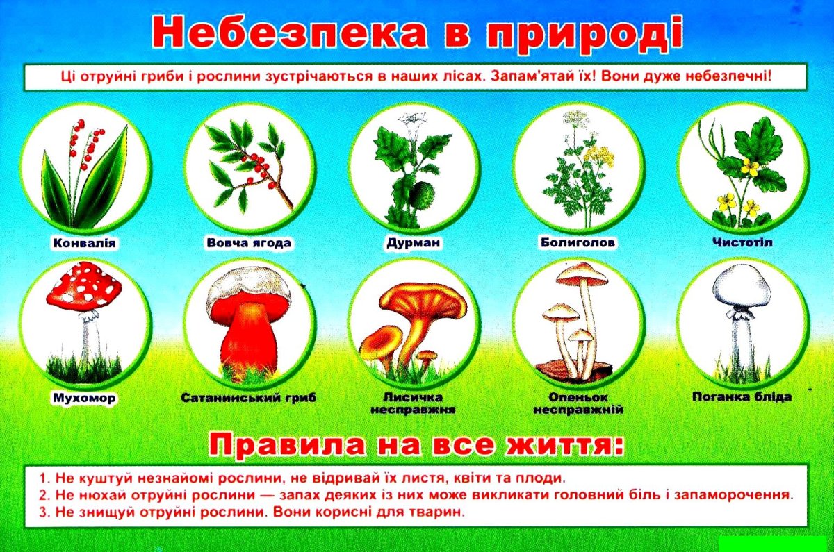 Ядовитые растения и грибы