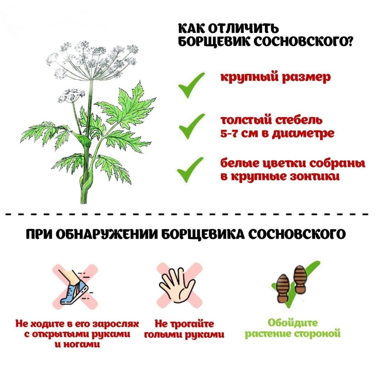 Борщевик ядовитый