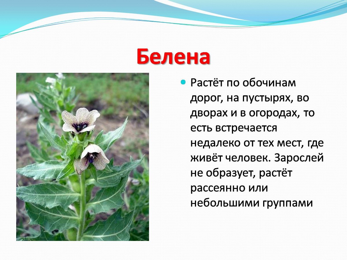 Ядовитые растения