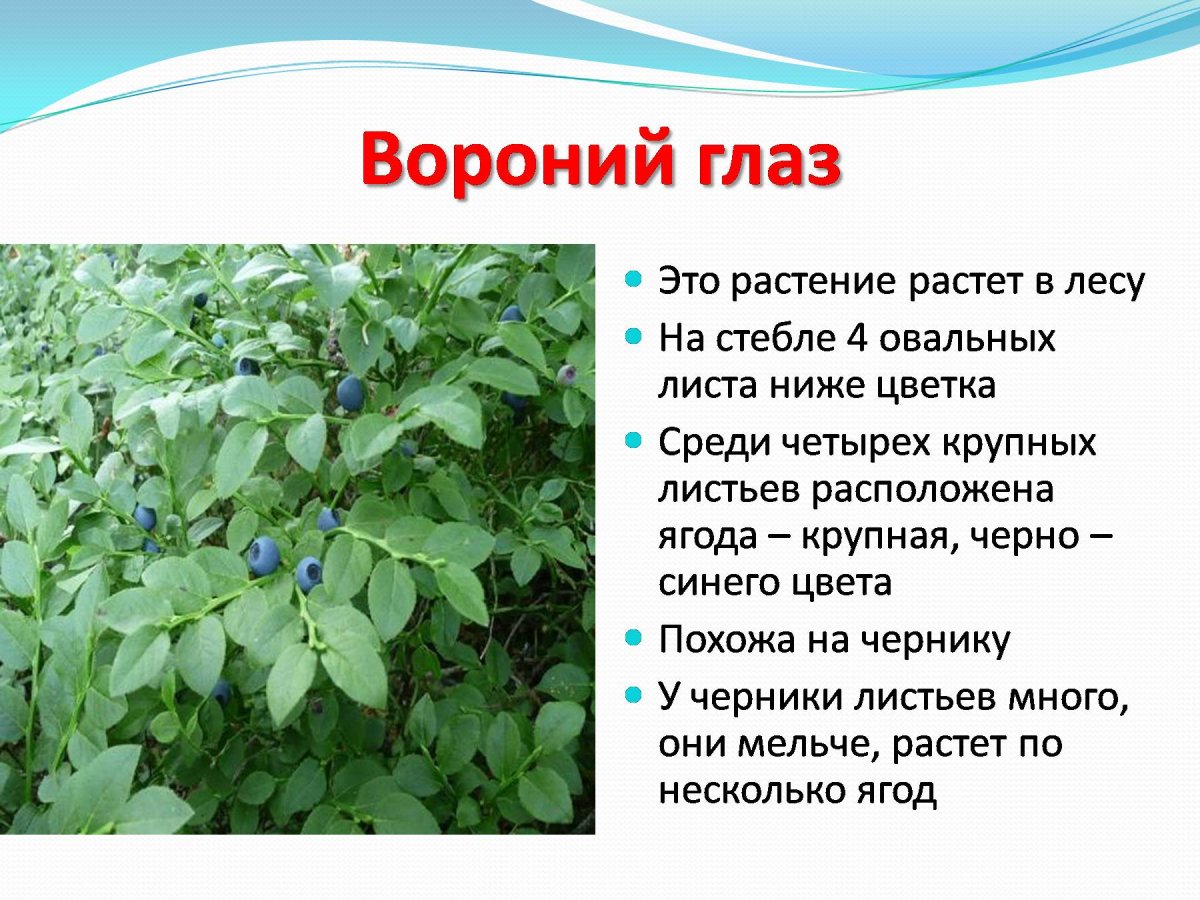 Ядовитые растения доклад