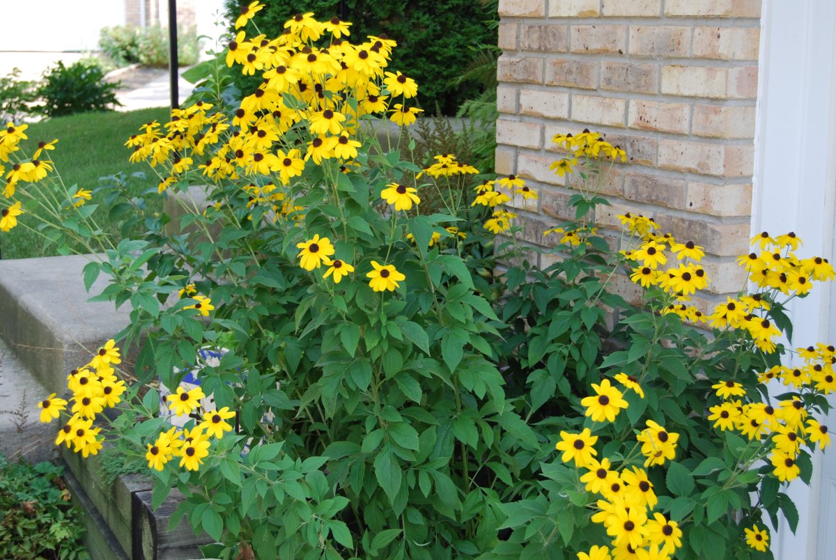 Рудбекия Rudbeckia triloba