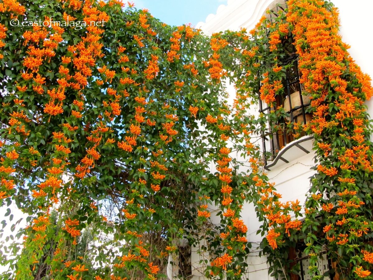 Оранжевые плетущиеся цветы