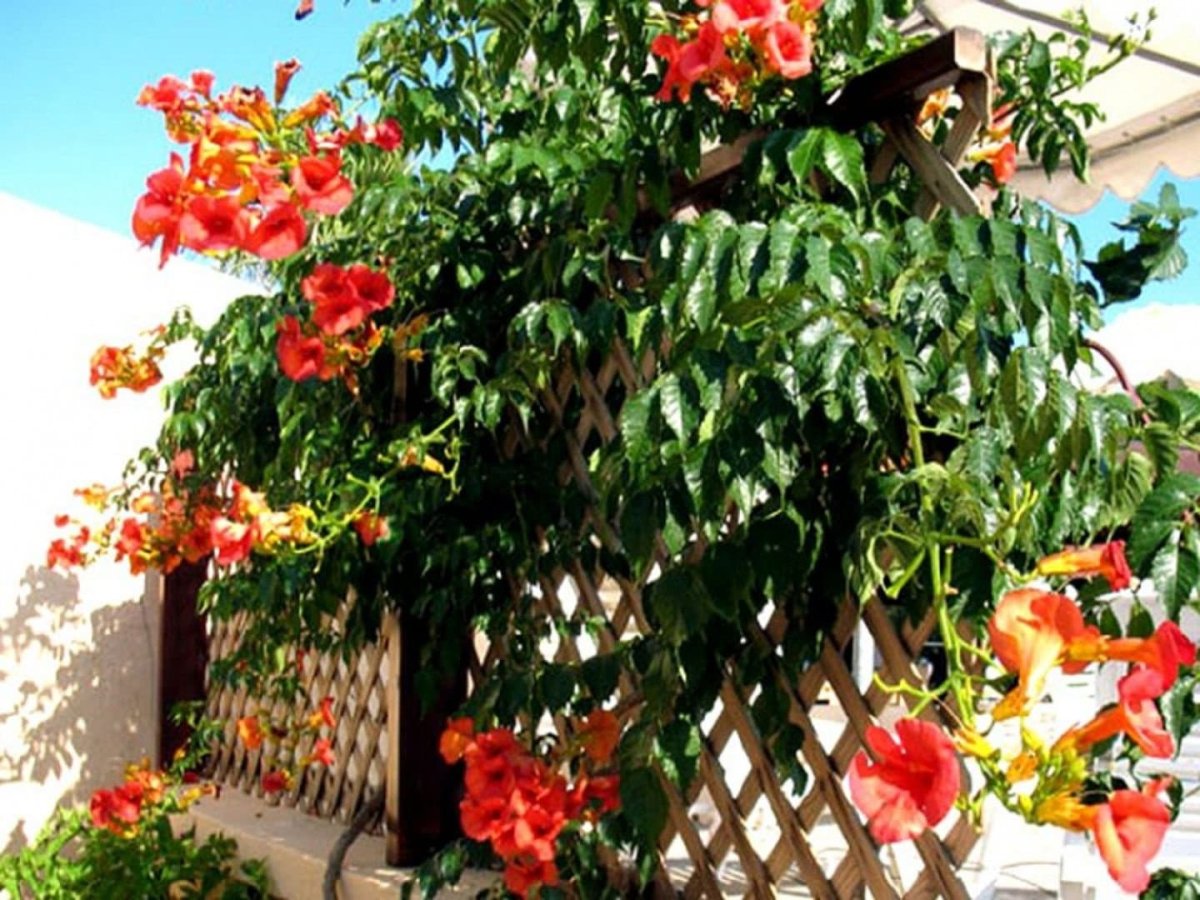 Лиана многолетняя кампсис