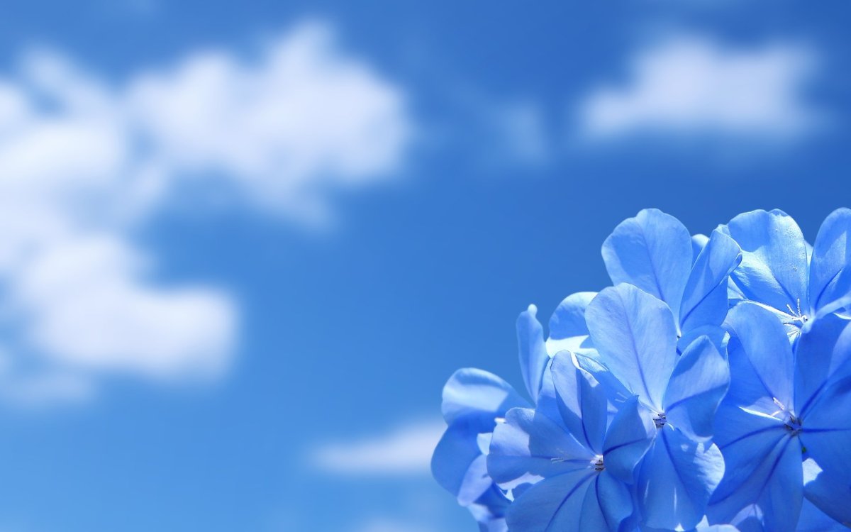 Цветы голубое облако