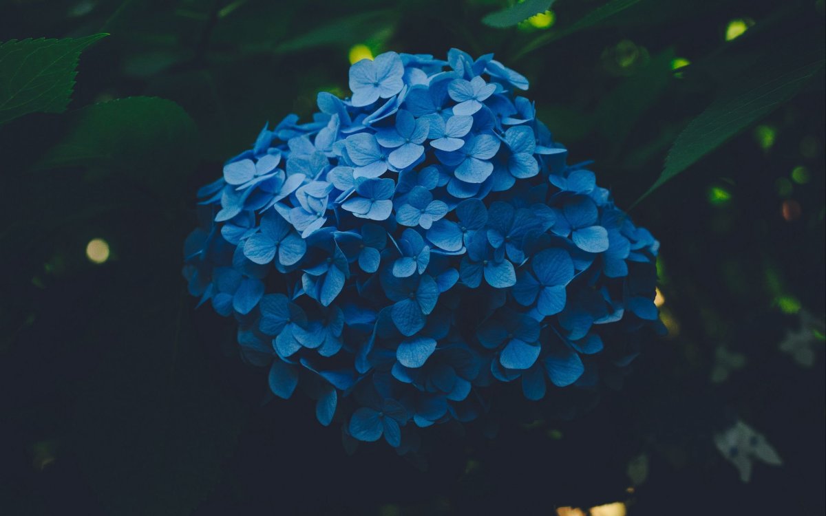 Гортензия little Blue