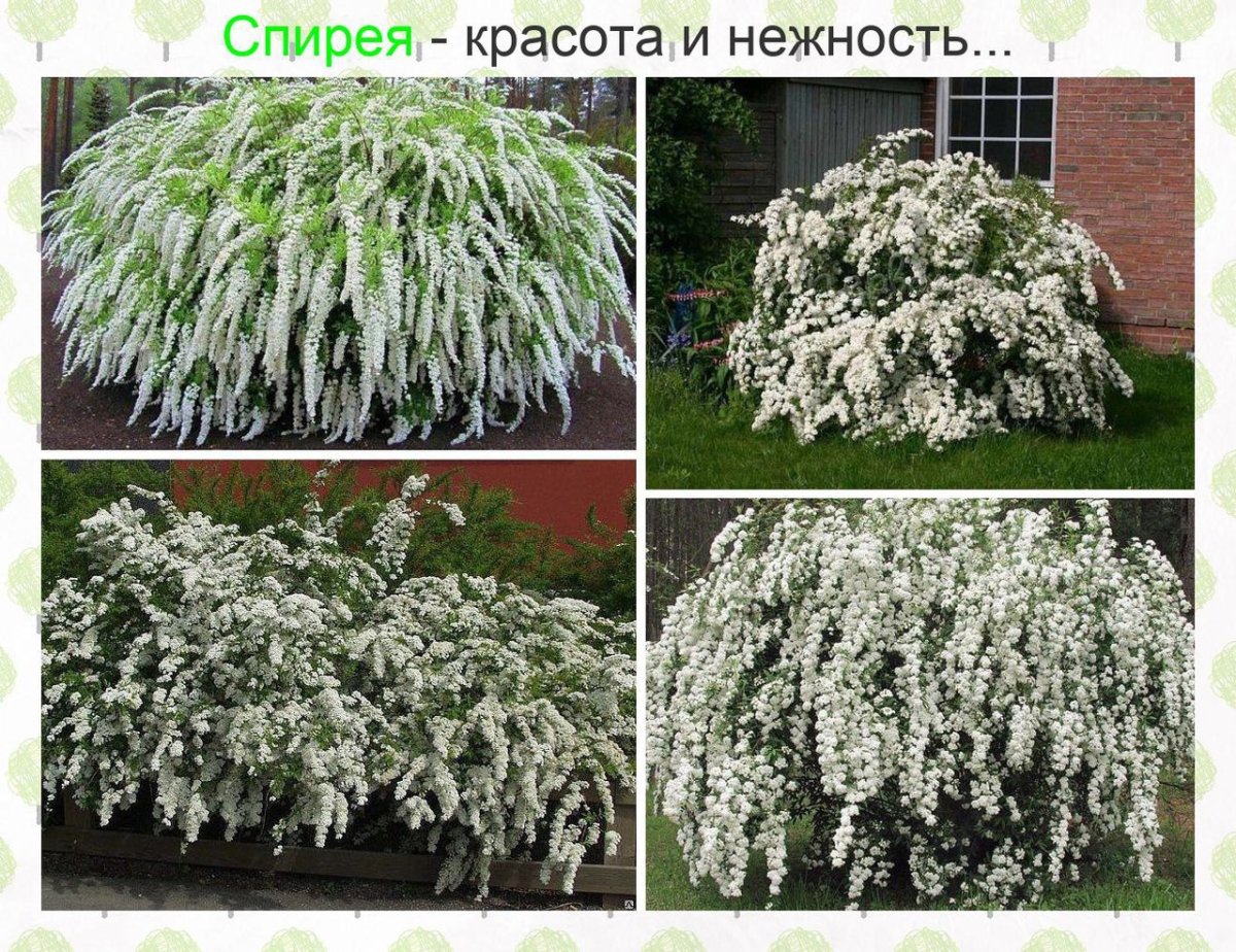 Красивоцветущие кустарники спирея