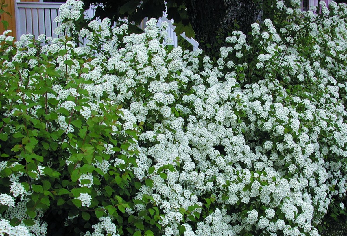 Спирея Ван-Гутта (Spiraea vanhouttei)