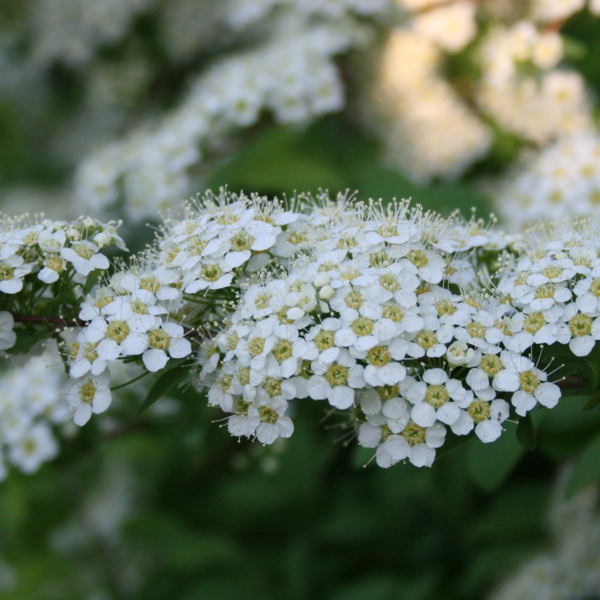 Спирея ниппонская (Spiraea nipponica)