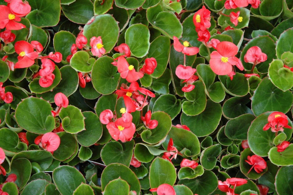 Комнатное растение с мелкими розовыми цветами