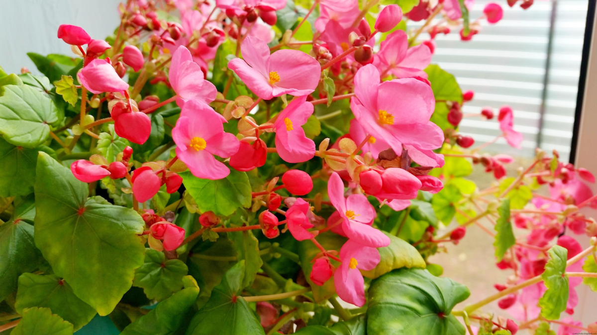 Бегония вечноцветущая (Begonia semperflorens)
