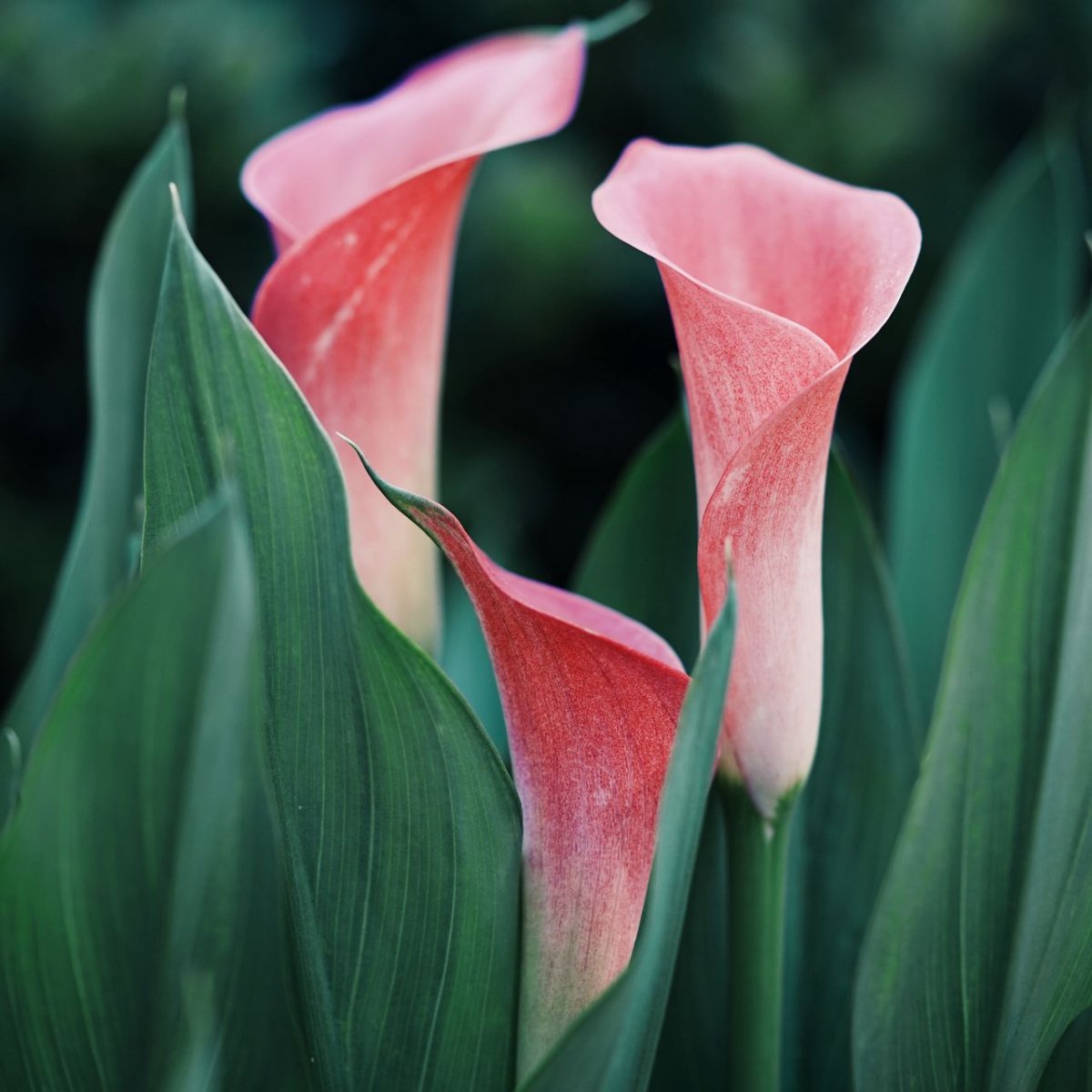 Zantedeschia Captain Promise