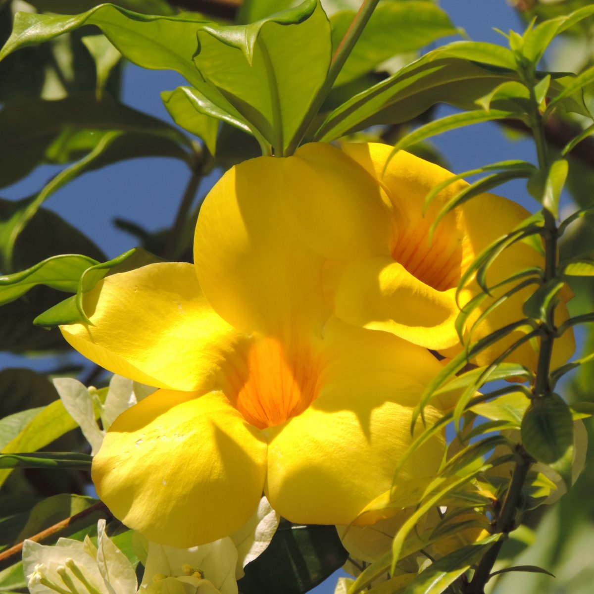 Желтые тропические цветы