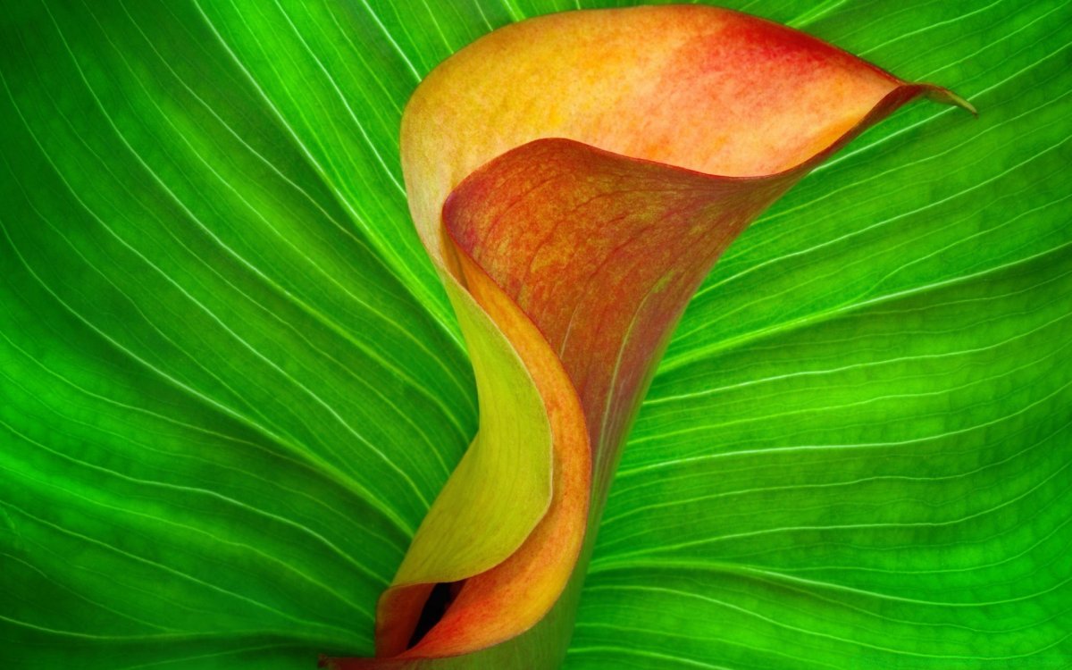 Геншин Calla Lily