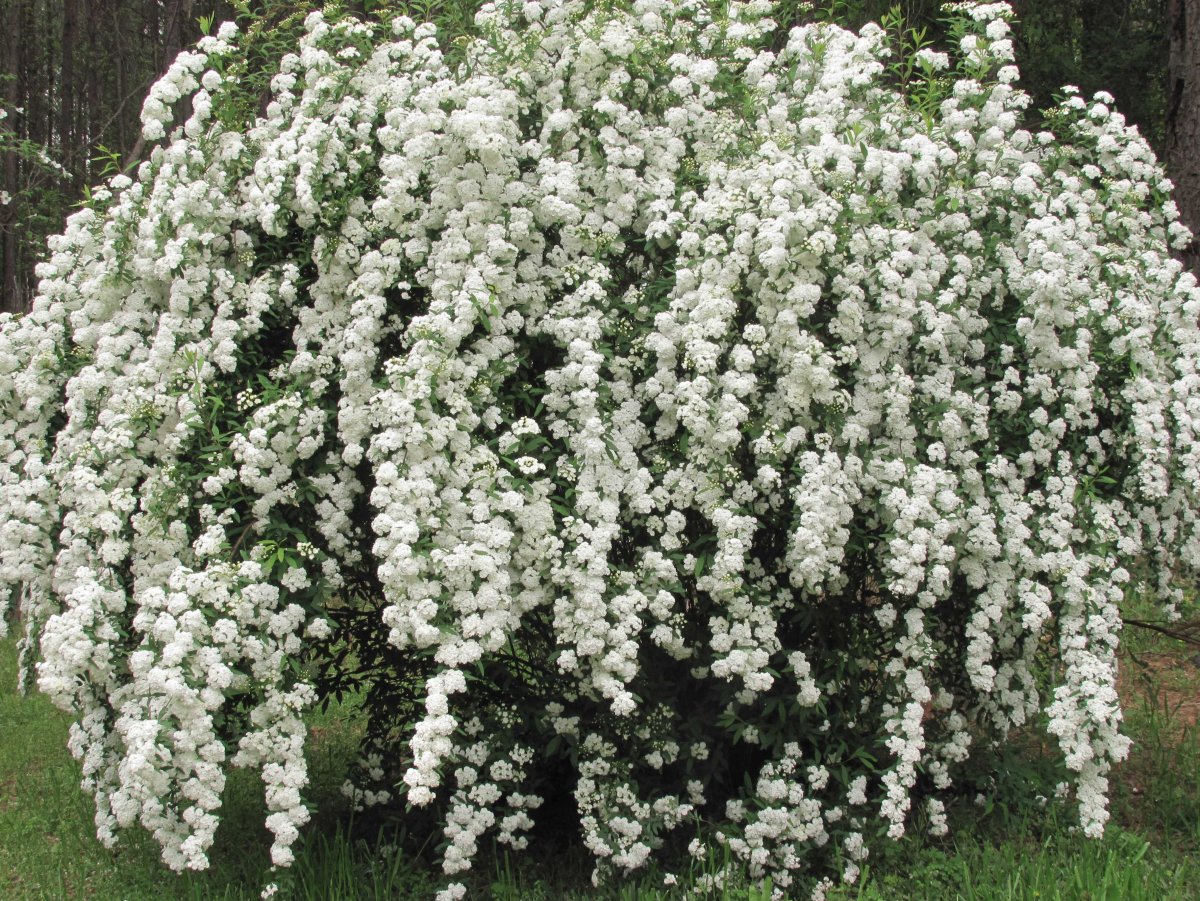Кустовое растение с белыми цветами