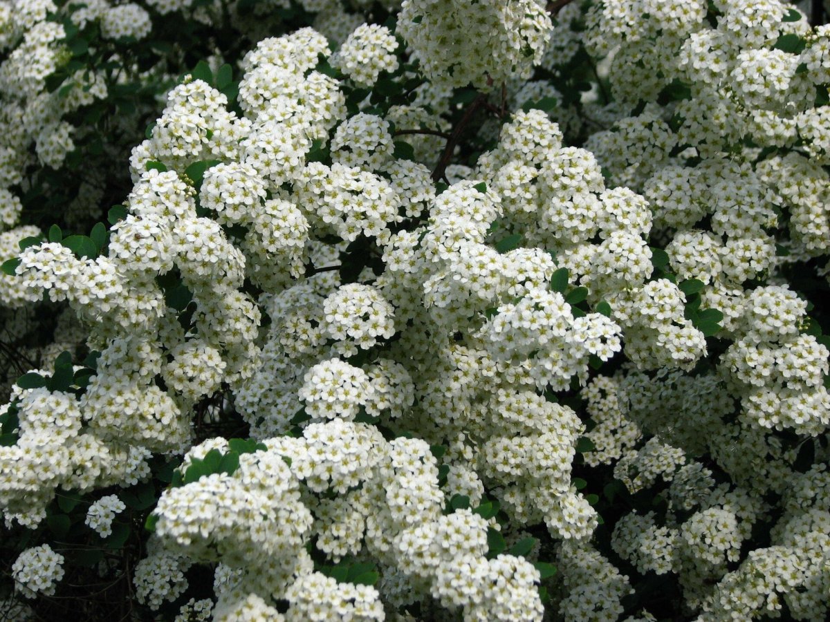 Спирея Вангутта (Spiraea vanhouttei)